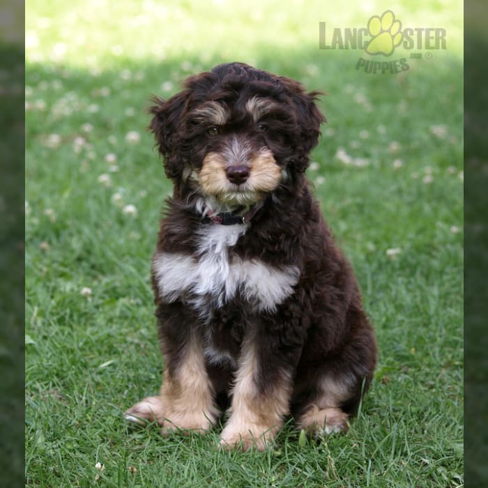 aussiedoodle for sale florida