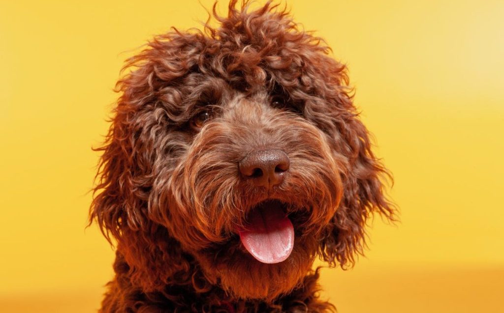 labradoodle photos