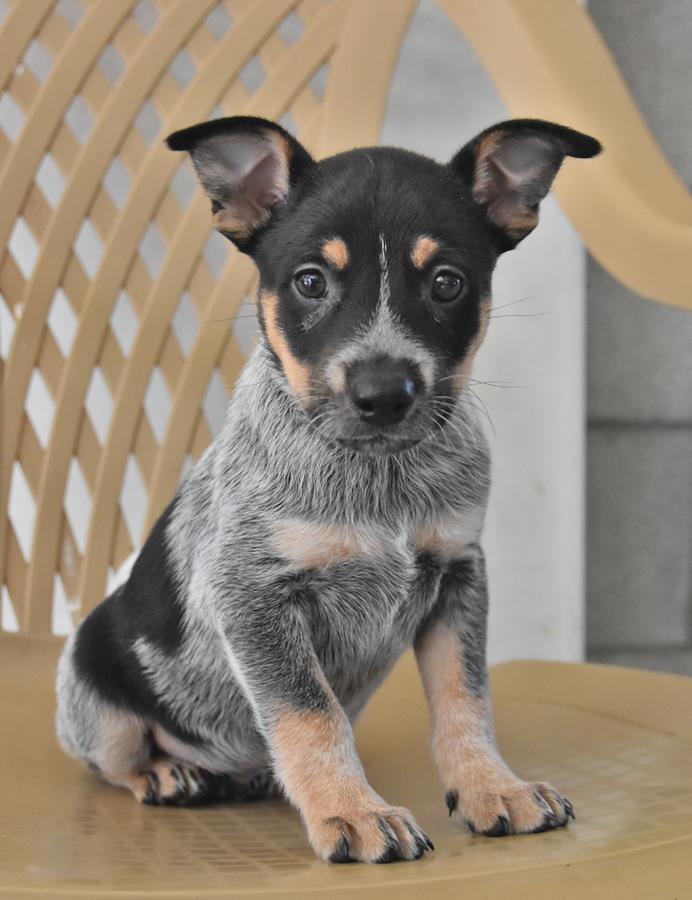 blue heeler for sale