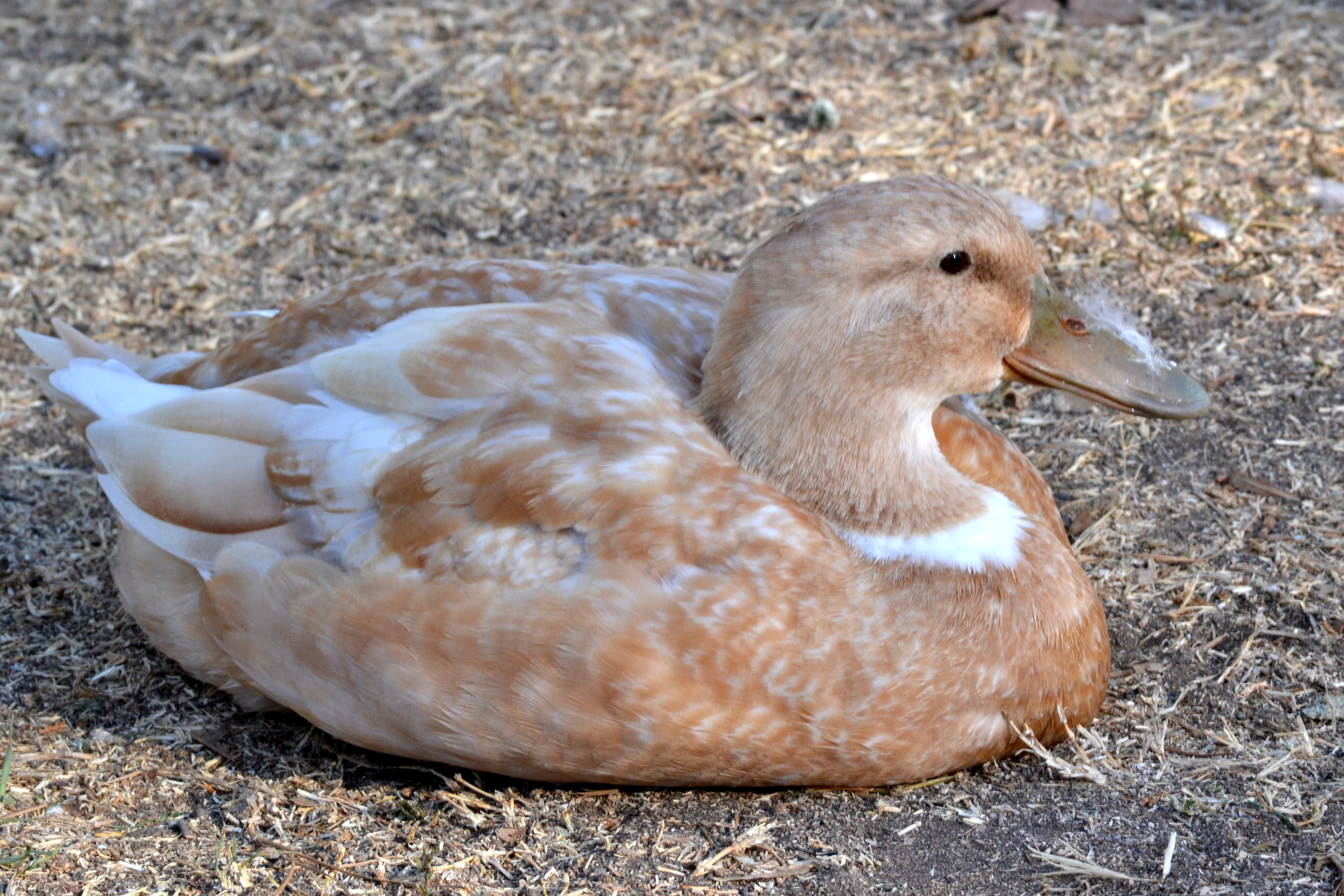 buff duck breed