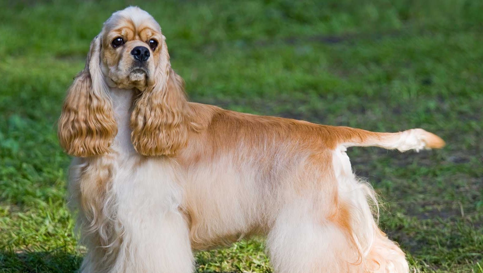 american cocker spaniel puppies for sale