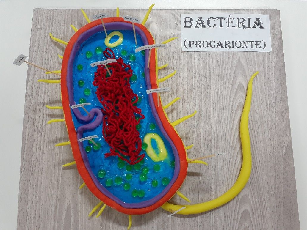 maqueta de bacteria