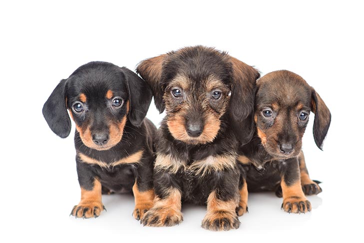 dachshund puppies seattle