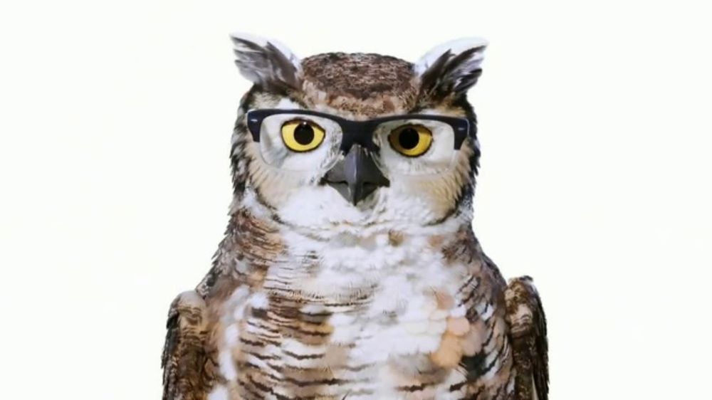 glasses place with owl