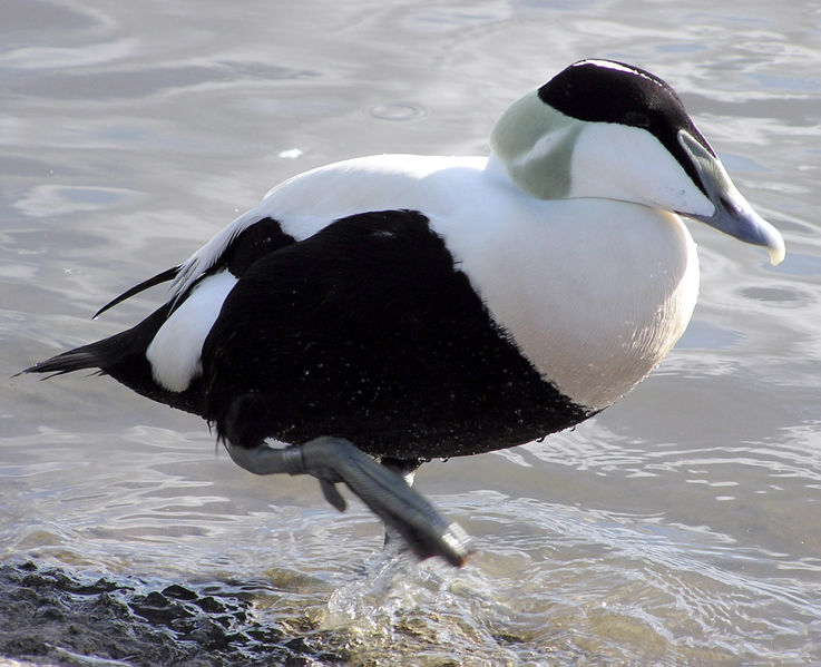 sea duck crossword