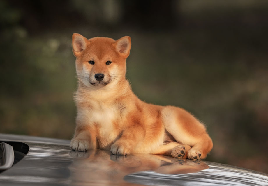 shiba inu for sale near me