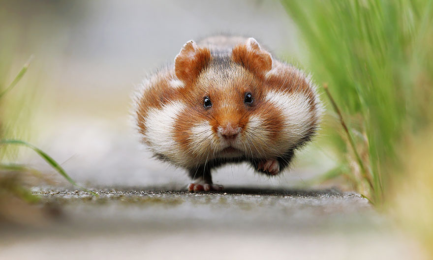 cute photos of hamsters