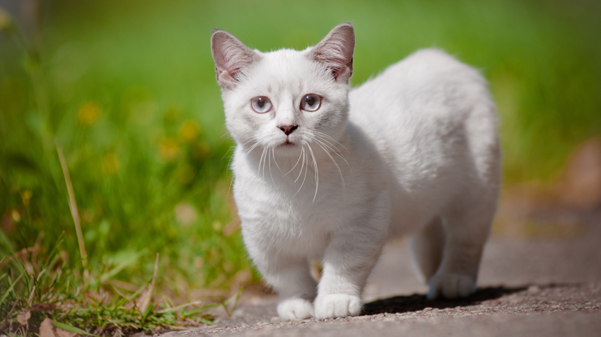 munchkin cats and kittens