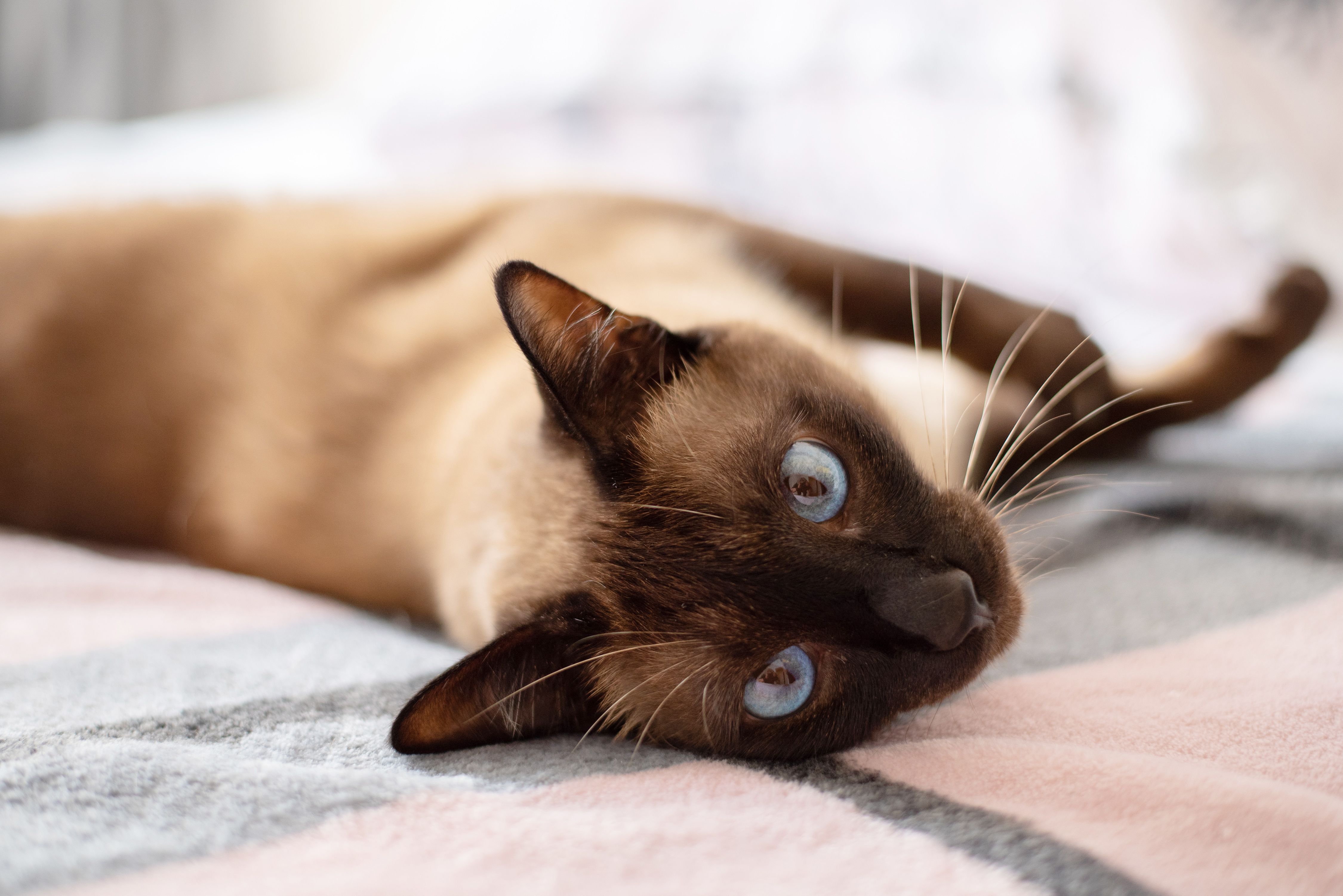 brown siamese kitten