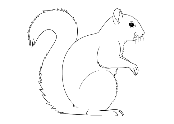 easy simple squirrel drawing