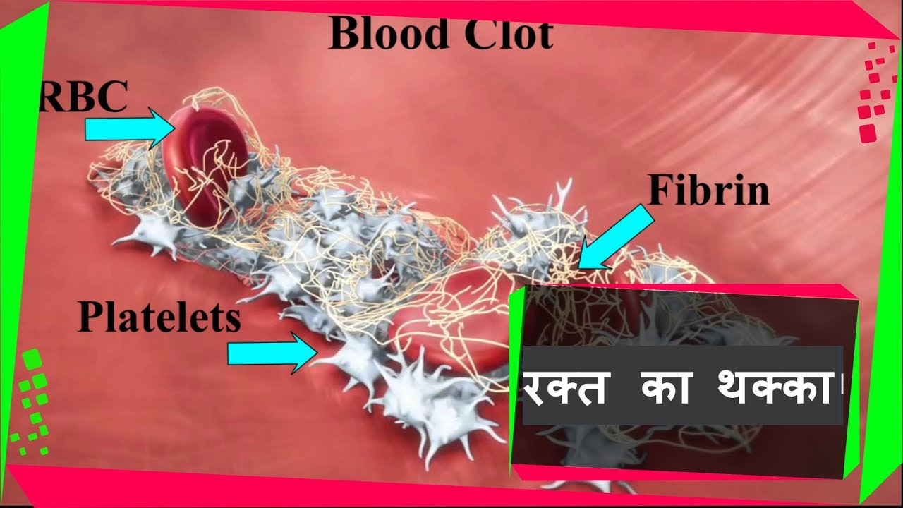 coagulate meaning in hindi