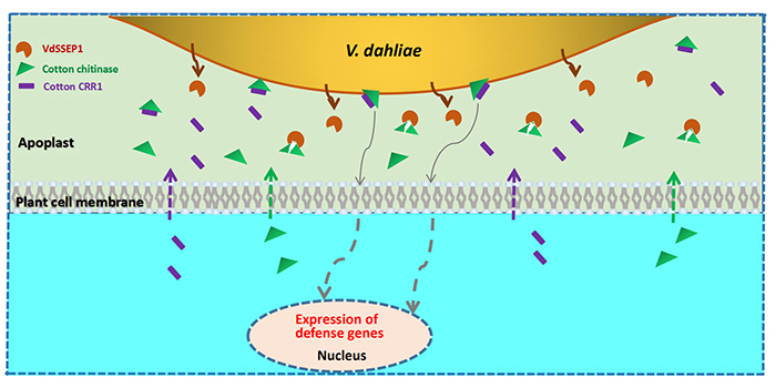 chitinase