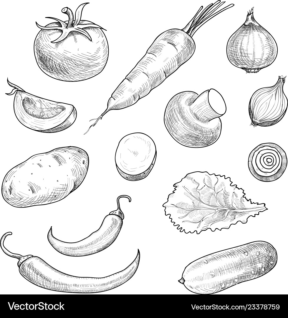 vegetable sketch images