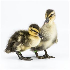 baby rouen ducks