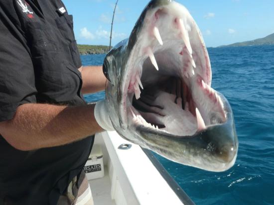 barracuda teeth pictures