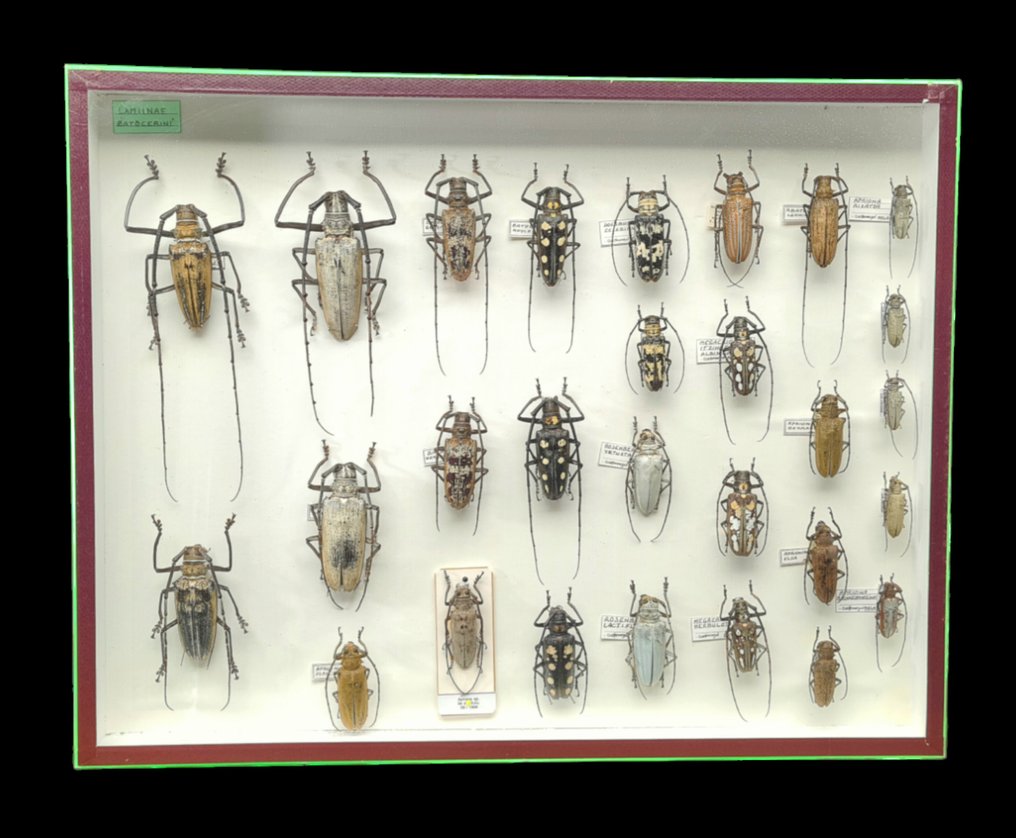 batocera collection