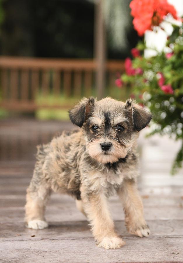 miniature schnauzer puppies for sale