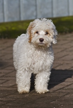 cockapoo rehoming uk