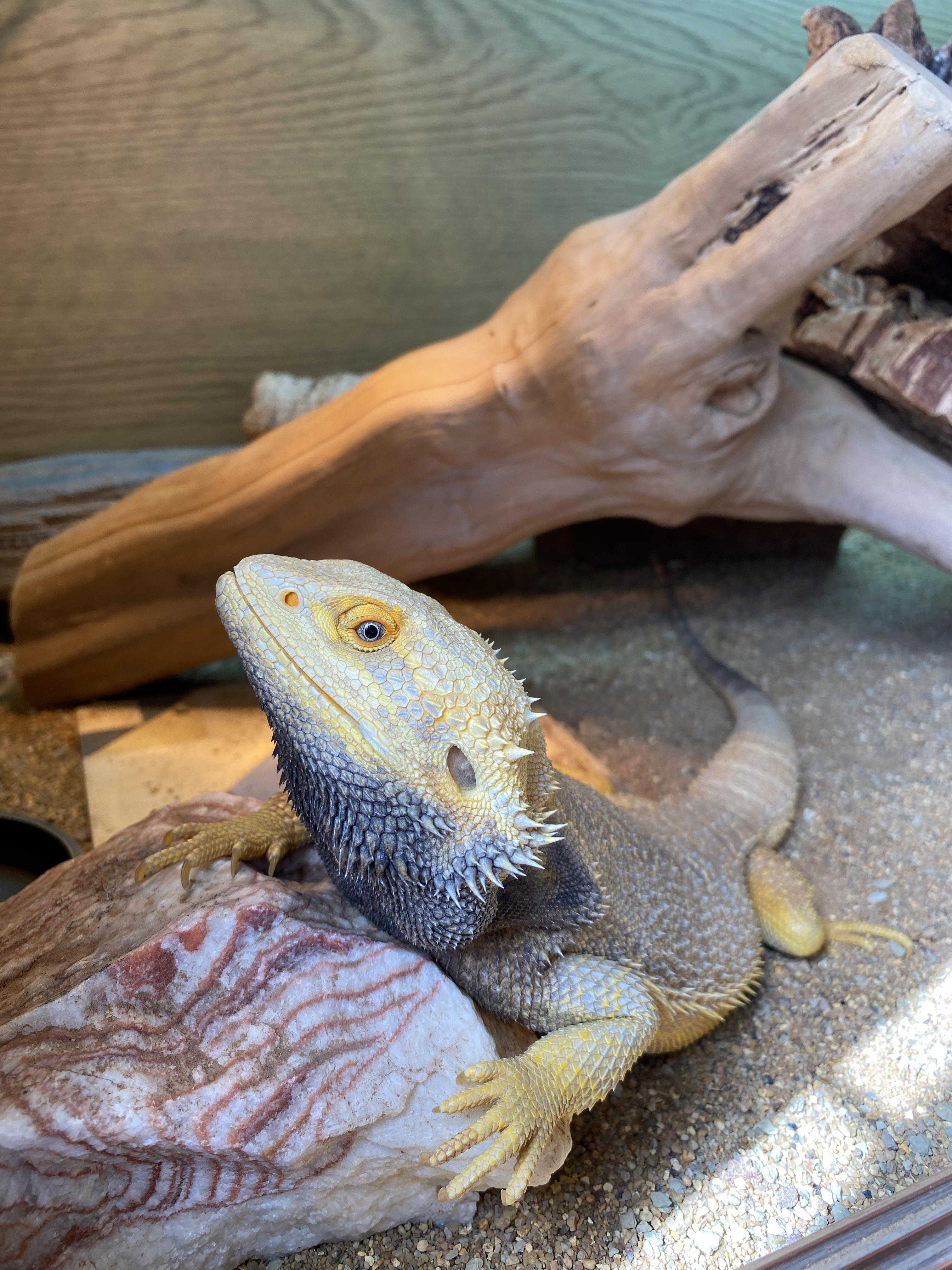 bearded dragon dark beard