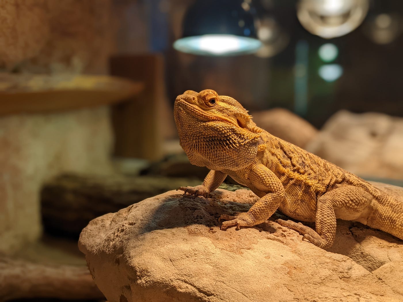 bearded dragon humidity too high