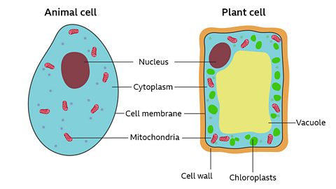 bbc bitesize plant cell