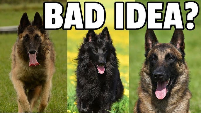 belgian tervuren vs belgian malinois