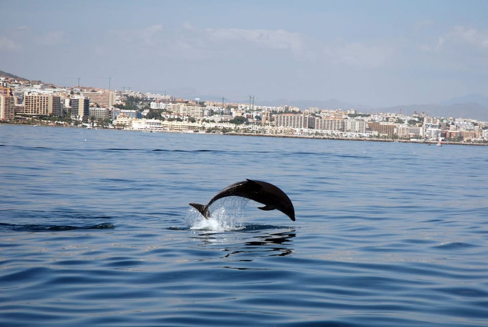 benalmadena dolphins