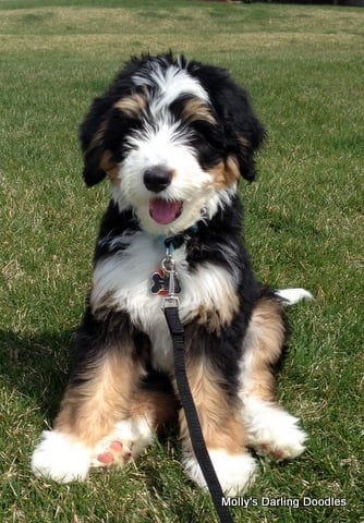 bernedoodle puppies for sale in michigan