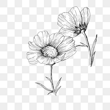 drawing flower png