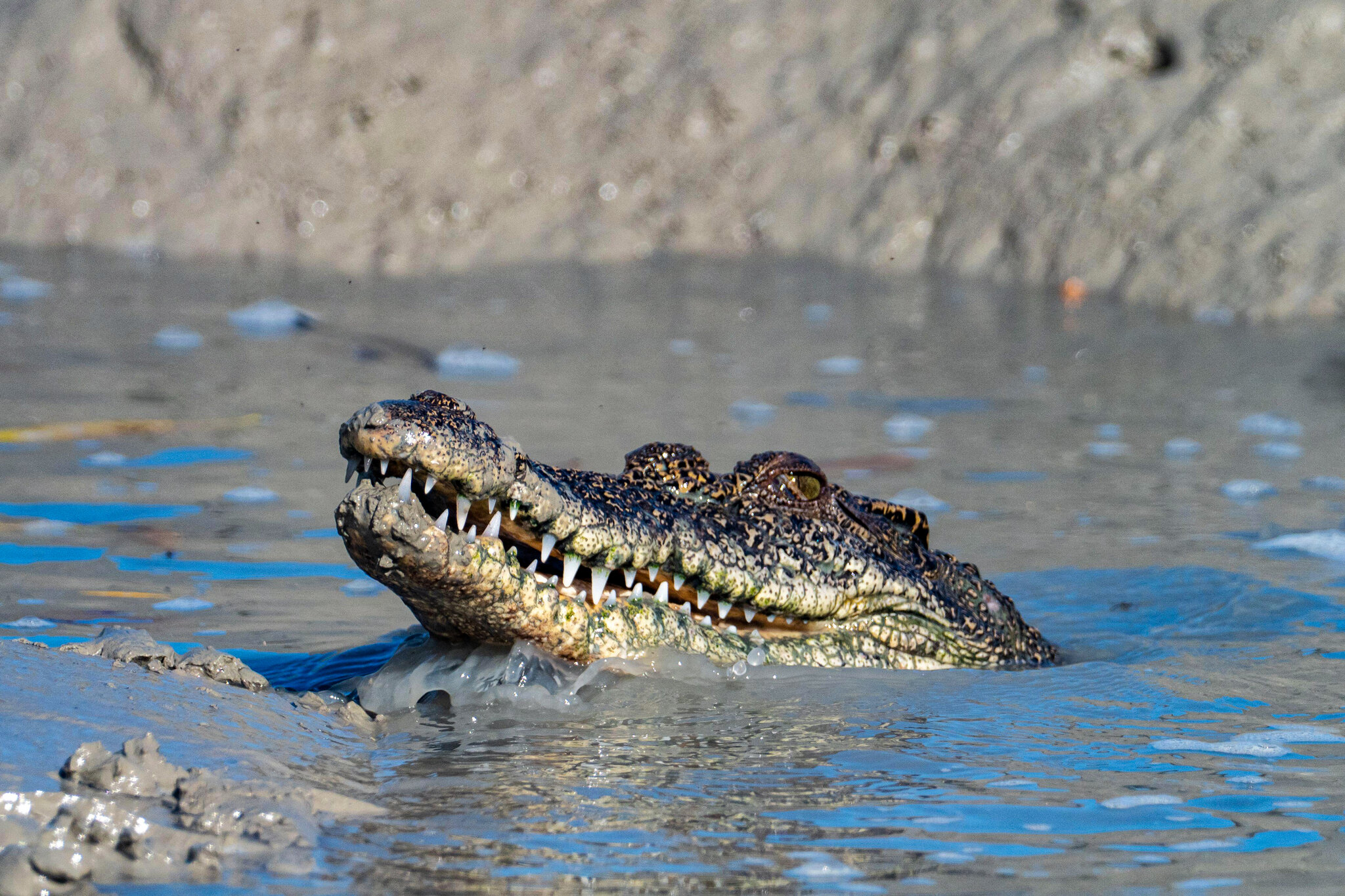 crocodile pictures