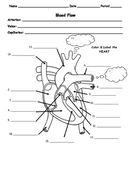 blood flow worksheet answer key