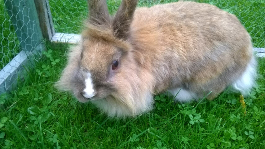 lionhead rabbit lifespan