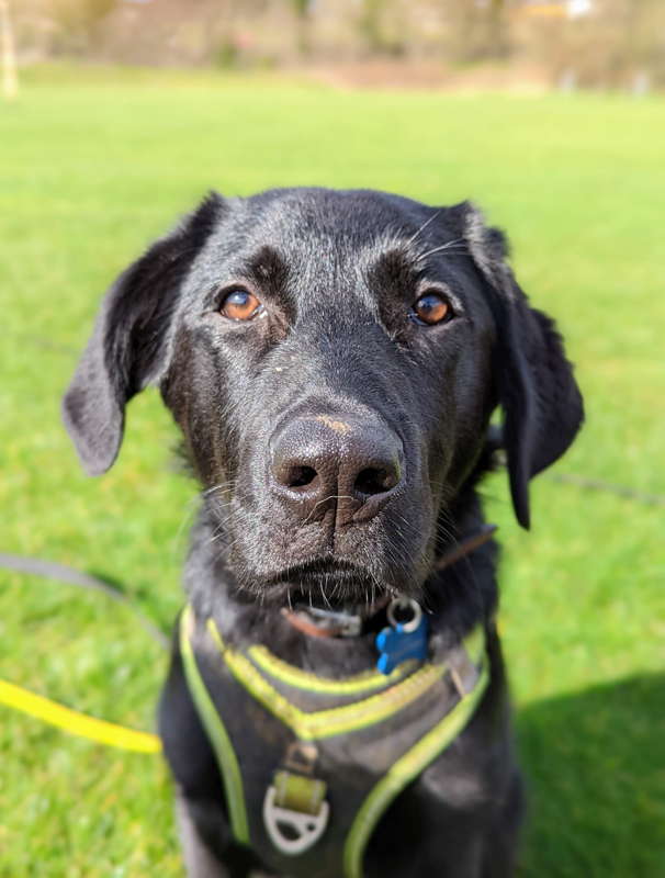 black lab and shepherd mix