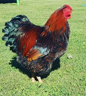 black laced red wyandotte chicken