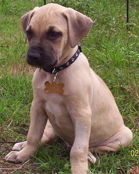 black mouth cur precio