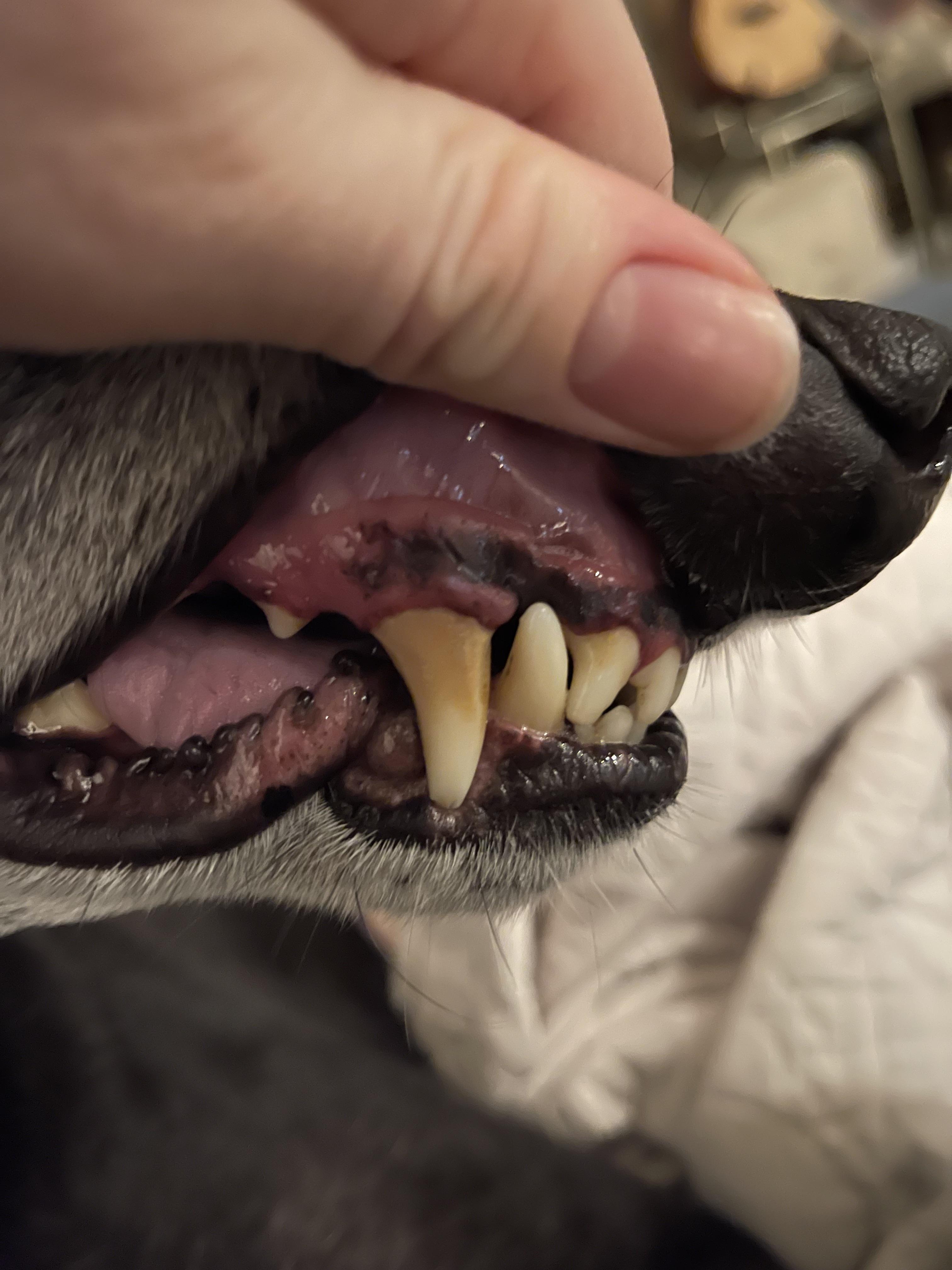 black on dogs gums