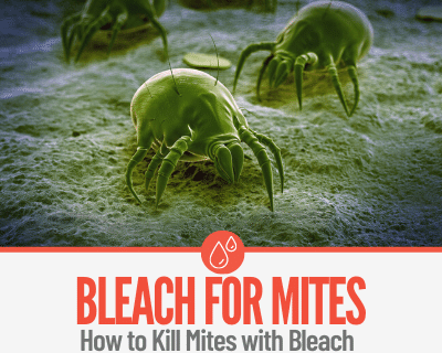 bleach kill dust mites