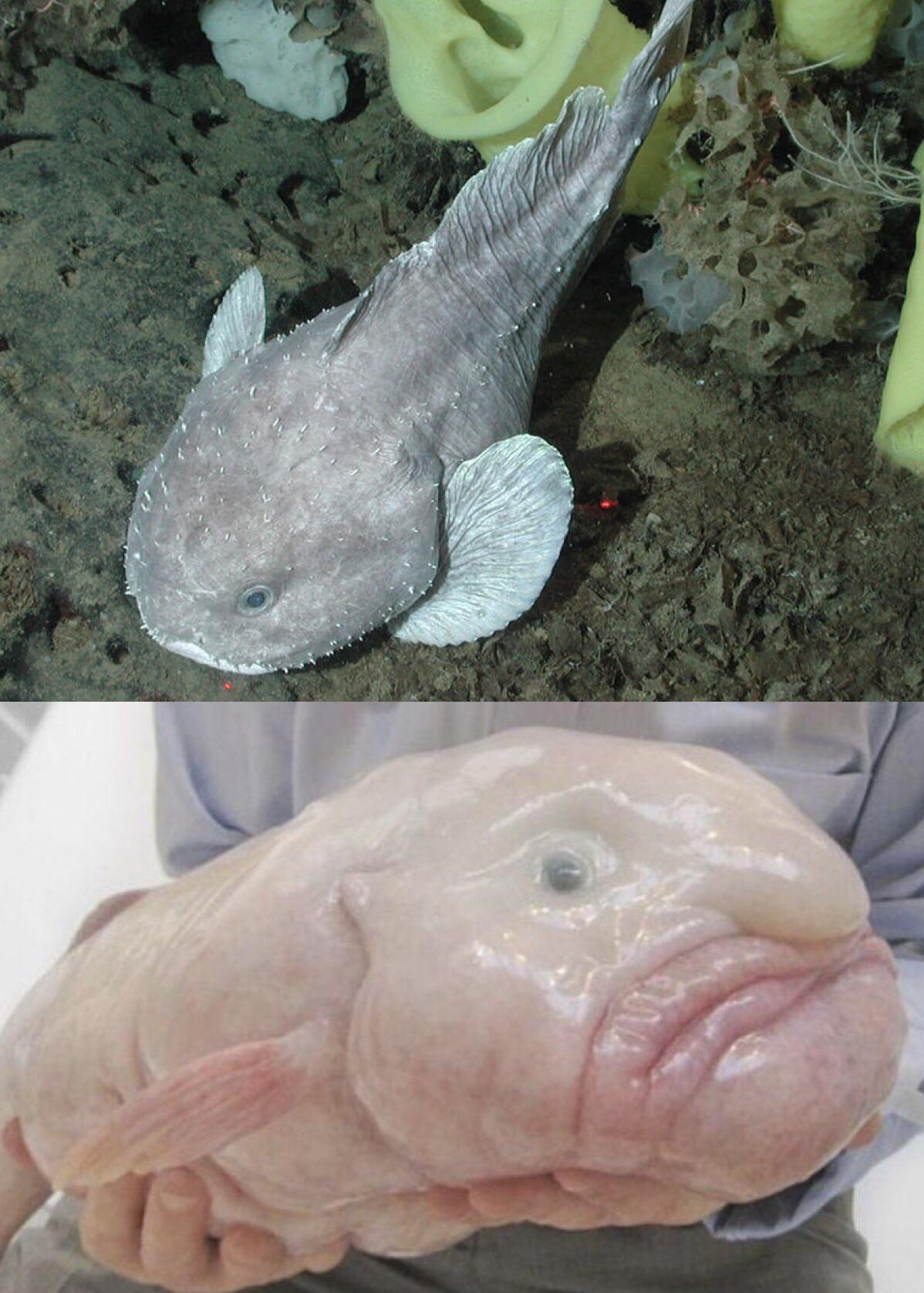 blobfish in water