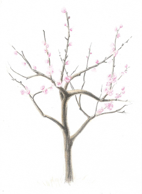 blooming tree drawing