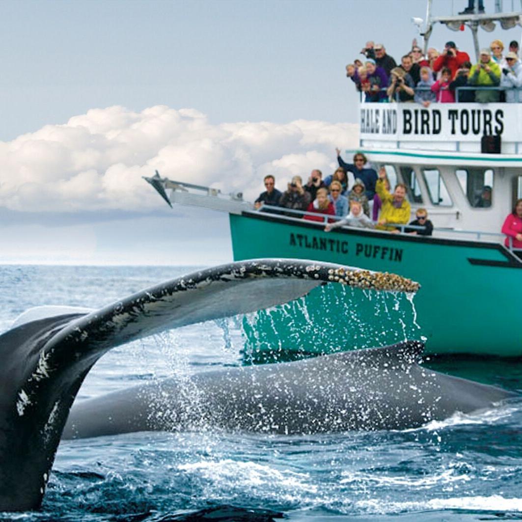 bonavista puffin and whale tours