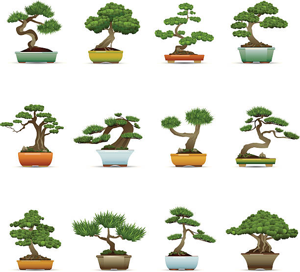 bonsai clipart