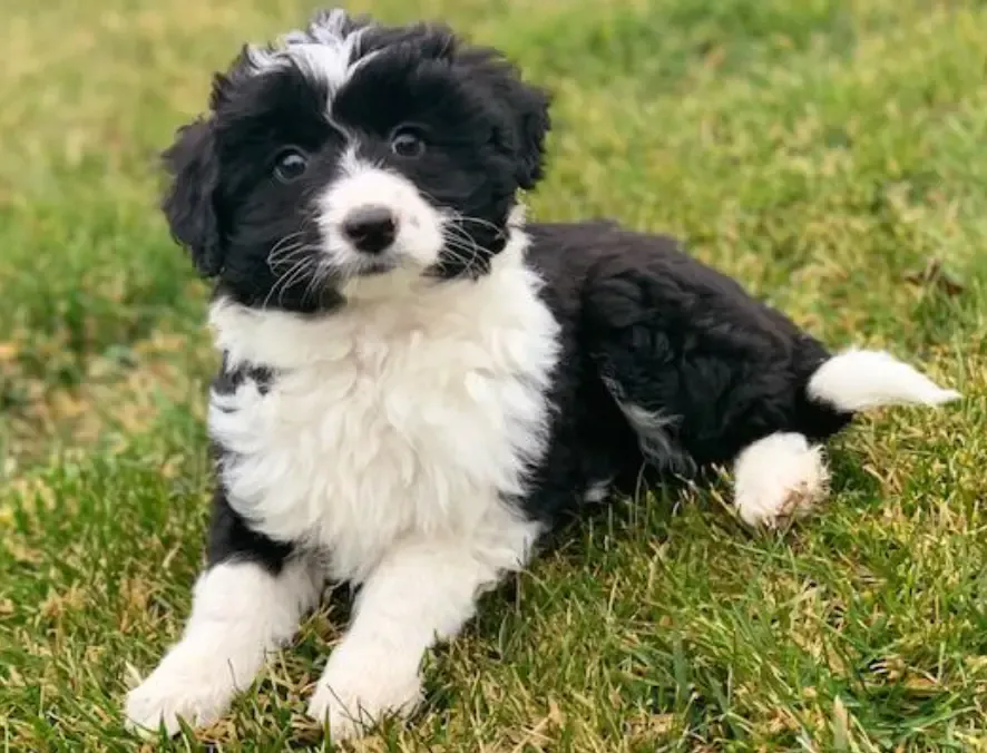 border collie mix poodle