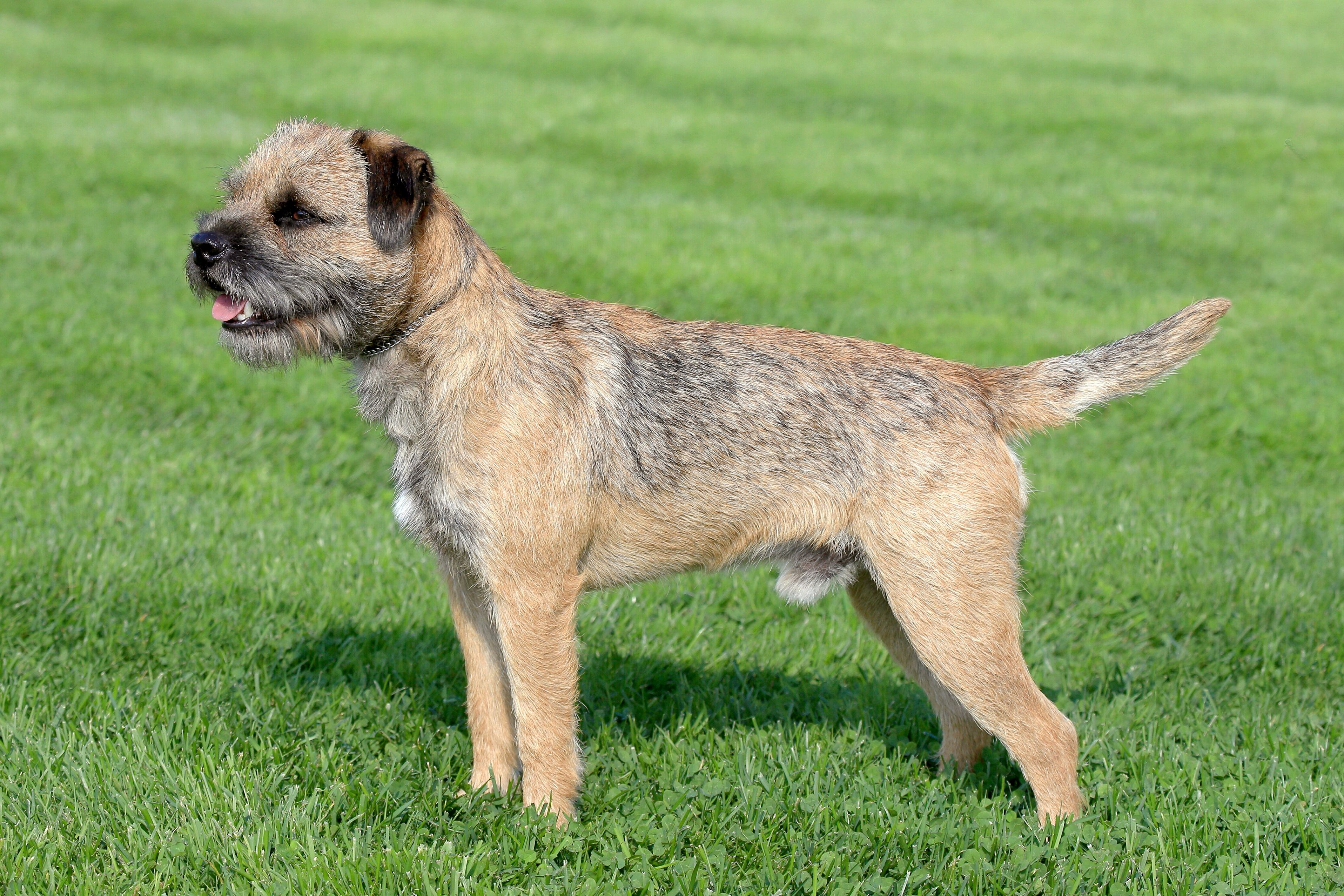 border terrier breeders