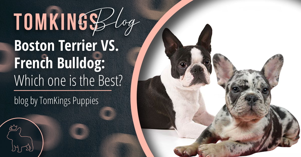 boston terrier versus french bulldog