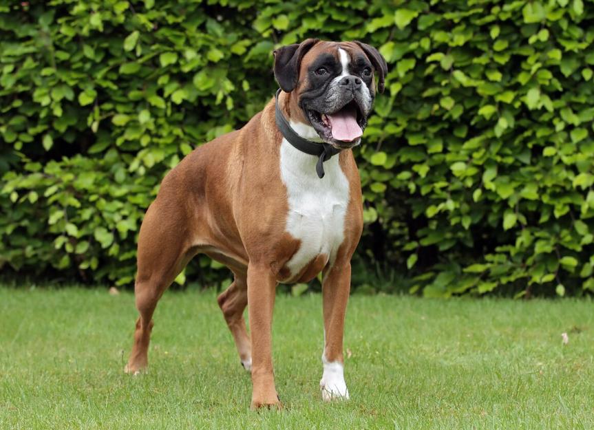 boxer dog full grown