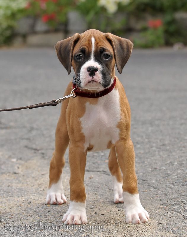 boxer dog puppies