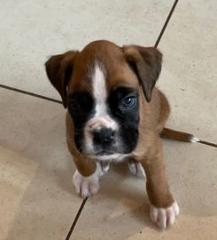 boxer puppies for sale in scotland