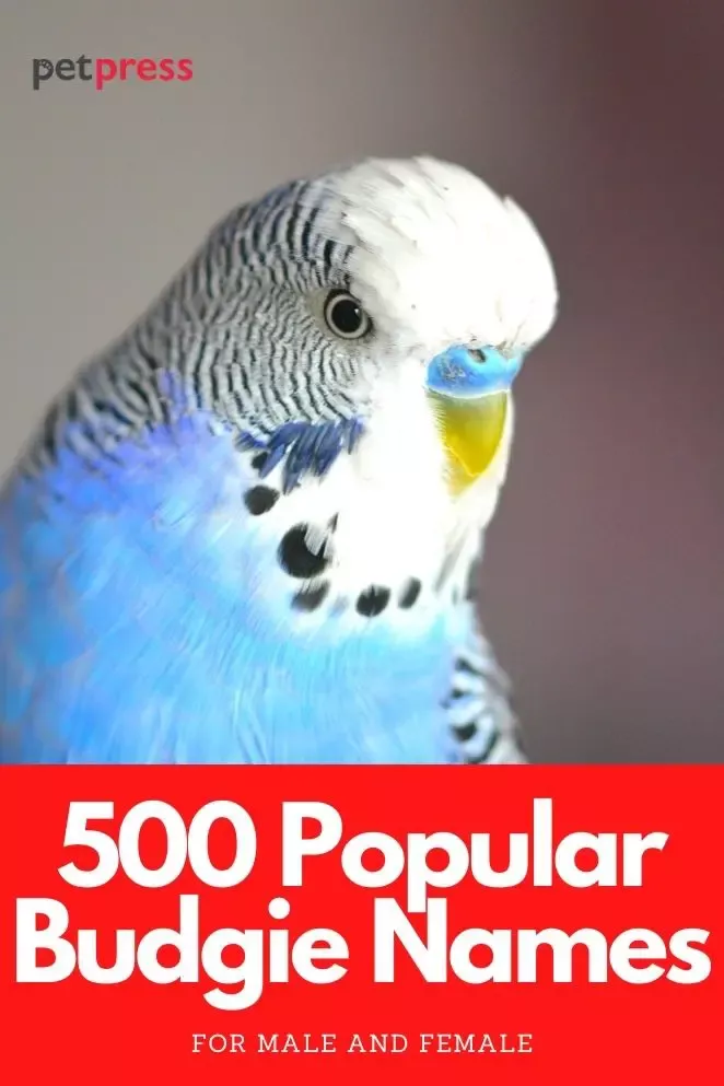 boy budgie names