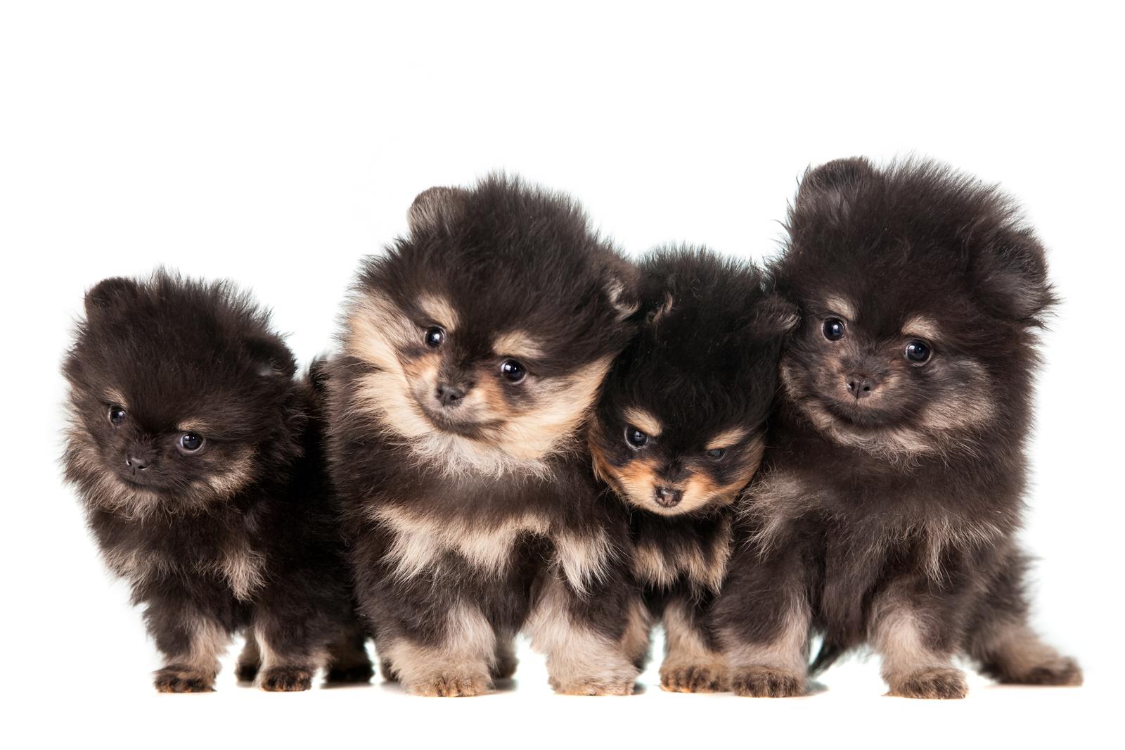 brown pomeranian dog price