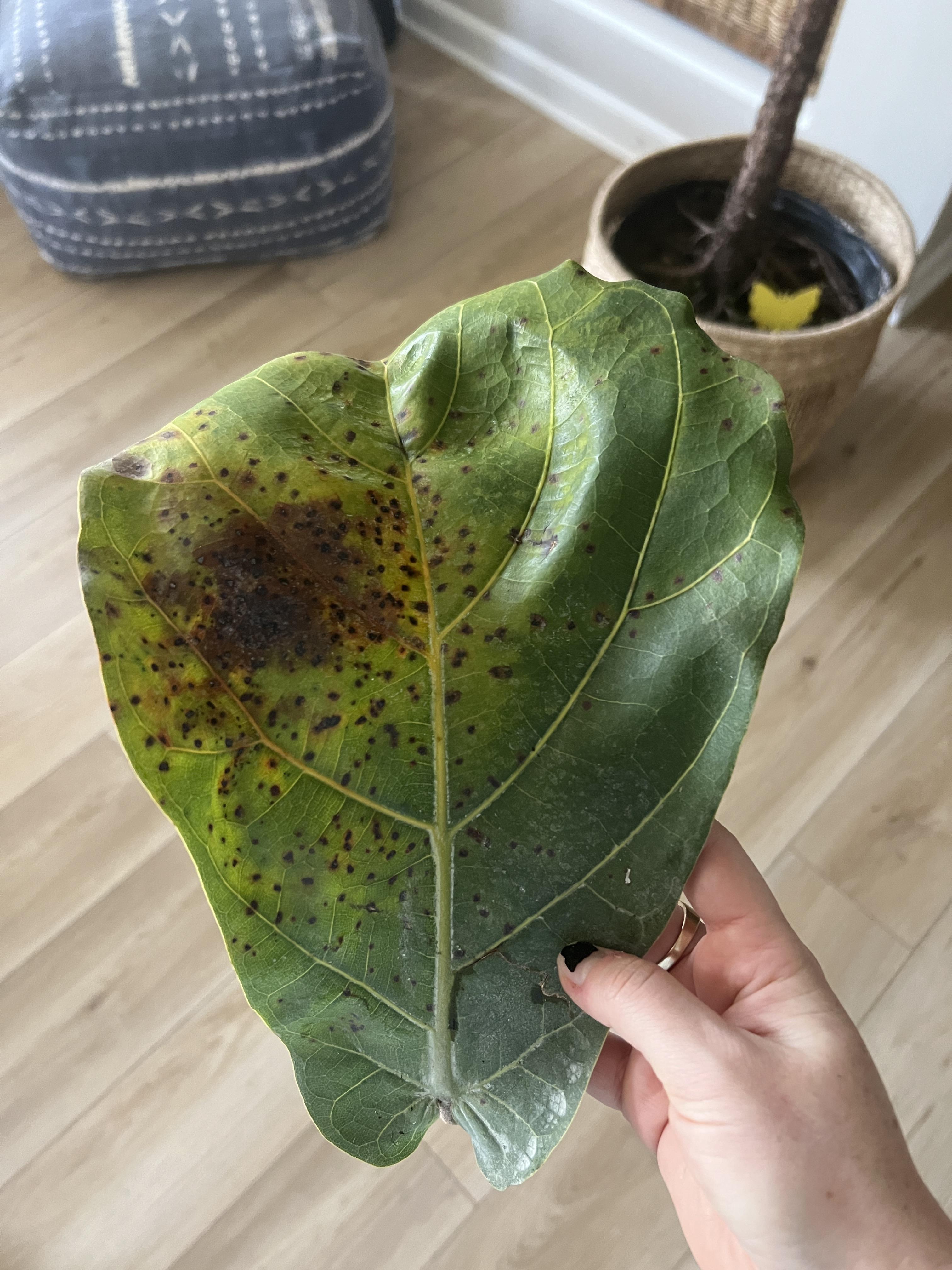 brown spots on fiddle leaf fig